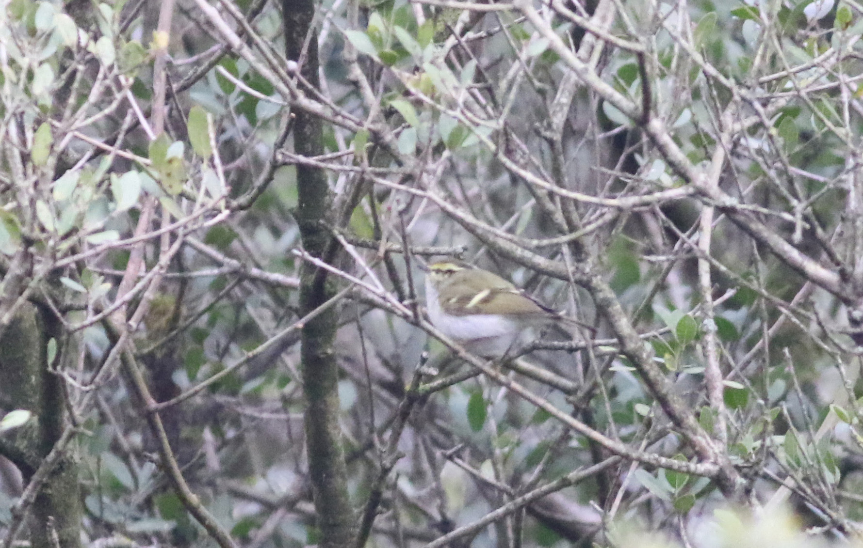 Pallas's Leaf Warbler